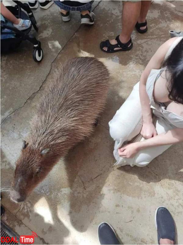 ㅇㅎ) 카피바라 실제 크기.. jpg 이미지 #1